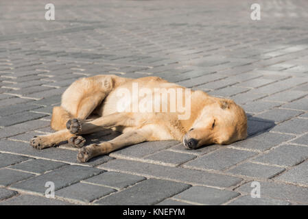 Lazy Dog dormendo nel sole Istanbul Foto Stock