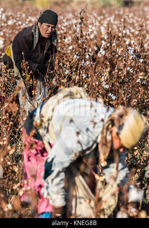 Raccoglitrici di cotone nella campagna di Khiva, Regione di Xorazm, Uzbekistan, Ottobre 28, 2017 © Credito Jacopo Casaro/Sintesi/Alamy Stock Photo Foto Stock