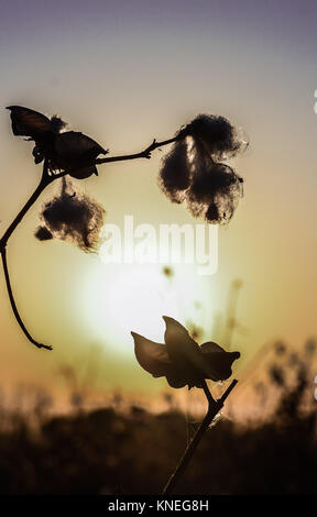 Campi di cotone nella campagna di Khiva, Regione di Xorazm, Uzbekistan, Ottobre 28, 2017 © Credito Jacopo Casaro/Sintesi/Alamy Stock Photo Foto Stock