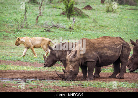 Rinoceronte bianco del Sud e leone africano nel parco nazionale di Kruger, Sud Africa ; Specie e Ceratotherium simum simum e Panthera leo Foto Stock