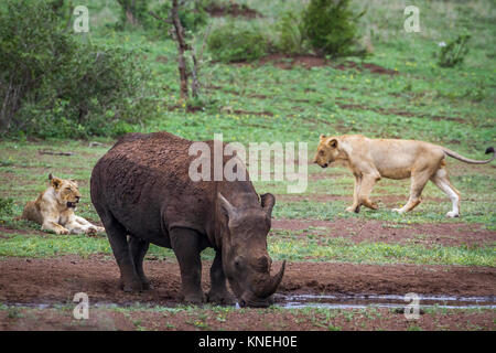 Rinoceronte bianco del Sud e leone africano nel parco nazionale di Kruger, Sud Africa ; Specie e Ceratotherium simum simum e Panthera leo Foto Stock
