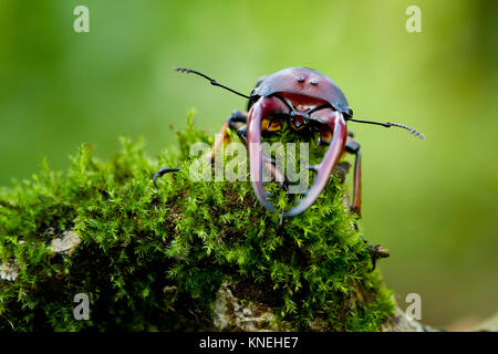 Primo piano di un coleottero stag su una roccia mussosa, Indonesia Foto Stock