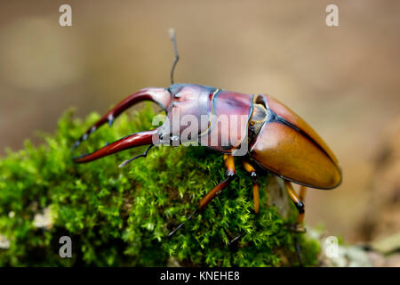 Primo piano di un coleottero stag su una roccia mussosa, Indonesia Foto Stock