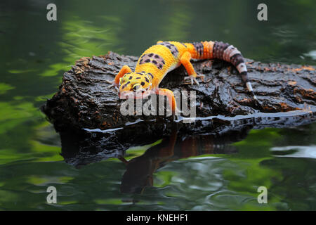 Leopard gecko su una roccia Foto Stock