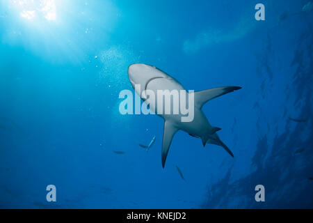 Lo squalo Blacktip nuoto subacqueo, KwaZulu-Natal, Sud Africa Foto Stock