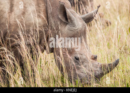 Close-up di un rinoceronte bianco, Sud Africa Foto Stock