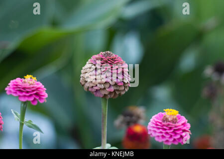 Appassiti fiore rosa Zinnia elegans nel giardino estivo, vista laterale Foto Stock