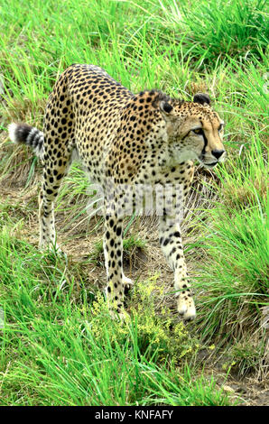 Un adulto cheetah gambi di una ben traiettoria percorsa da sinistra a destra guardando la distanza per ogni attività Foto Stock