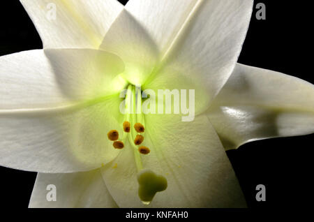 Un extreme close up di un back lit pasqua lily rendendo i pedali sembrano quasi trasparente con un bagliore verde. Foto Stock