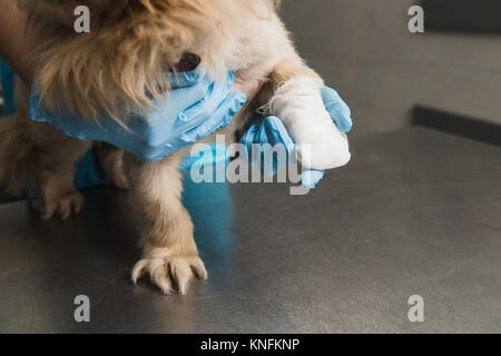 Close up del veterinario mettendo un bendaggio sulla zampa del cane Foto Stock