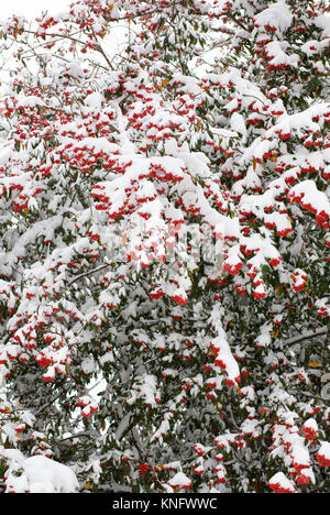 Coperta di neve Cotoneaster bacche. Foto Stock