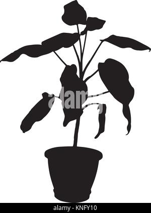 Dieffenbachia la pianta in vaso vettore silhouette Illustrazione Vettoriale