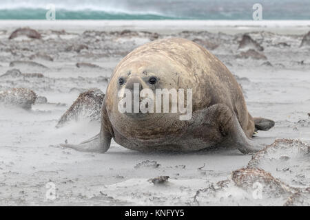 Elefante marino del sud Foto Stock