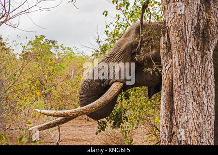 Elefante africano (Loxodonta africana) nel Parco Nazionale di Kruger. Sud Africa 8 Foto Stock