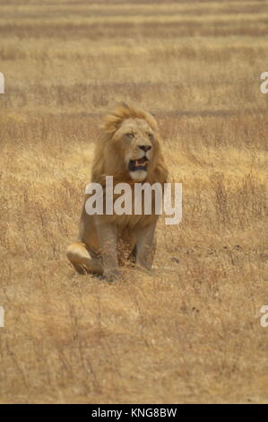 African Safari settembre 2017 serengeti n'gorongoro manyara in Tanzania Foto Stock