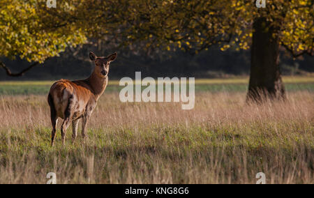 Red Deer Holkham Norfolk Foto Stock