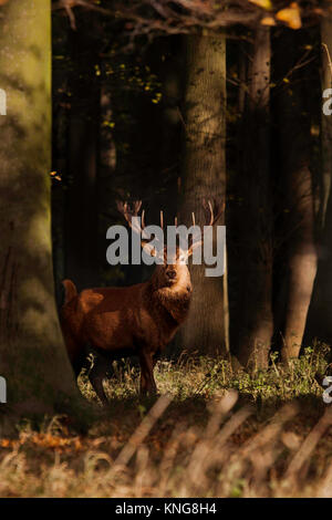 Red Deer Holkham Norfolk Foto Stock