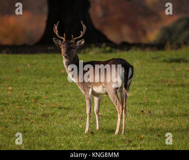 Grandi esemplari di daini stag Foto Stock