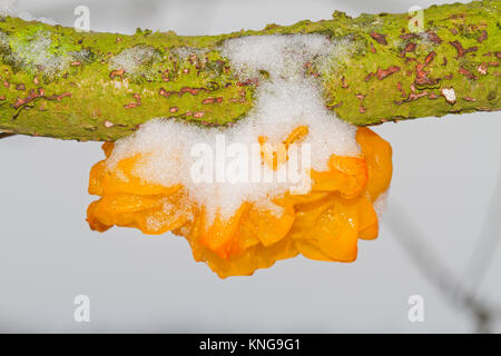 Corpo di frutta di Golden jelly fungo (Tremella mesenterica), coperto di neve, su un ramo morto di una quercia Foto Stock