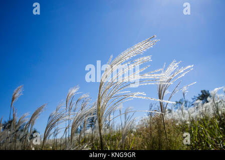 Miscanthus giganteus è un biocarburante rinnovabile energia raccolto che cresce su terreni agricoli dello stato della Georgia. Foto Stock