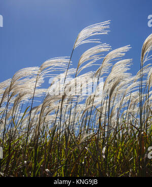 Miscanthus giganteus è un biocarburante rinnovabile energia raccolto che cresce su terreni agricoli dello stato della Georgia. Foto Stock