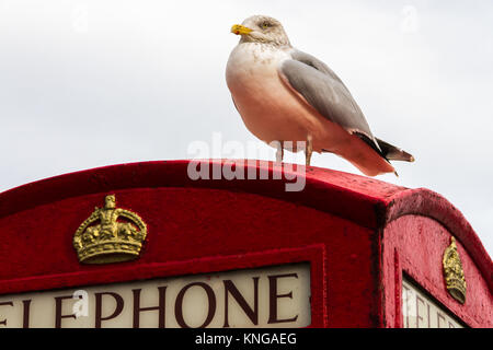 Un gabbiano sat sulla parte superiore di un K6 modello cabine telefoniche a Brixham Harbour. Brixham, Torbay, Devon, Regno Unito Foto Stock