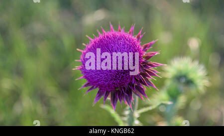 Rosa cardo thorn fiore in fiore in primo piano Foto Stock