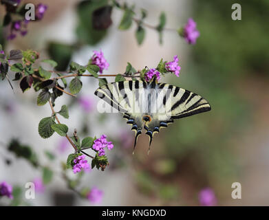 La scarsa coda forcuta (Iphiclides podalirius), il sud della Spagna Foto Stock