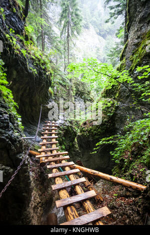 Abbandonato il vecchio ponte di legno nella foresta di pioggia Foto Stock