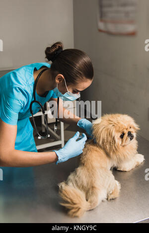 Giovane medico veterinario dando la vaccinazione iniezione per cane Foto Stock