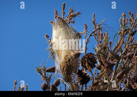 Nidi di Pine Processionary larve (Thaumetopoea pityocampa) su un pino domestico (Pinus pinea), Alanya, riviera turca, Turchia Foto Stock