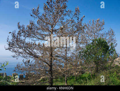 Nidi di Pine Processionary larve (Thaumetopoea pityocampa) su un pino domestico (Pinus pinea), Alanya, riviera turca, Turchia Foto Stock