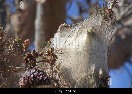 Nidi di Pine Processionary larve (Thaumetopoea pityocampa) su un pino domestico (Pinus pinea), Alanya, riviera turca, Turchia Foto Stock