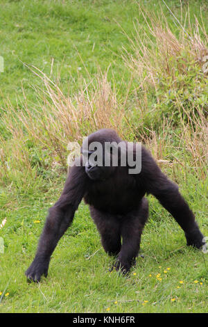 Un gorilla in un zoo (Francia). Foto Stock