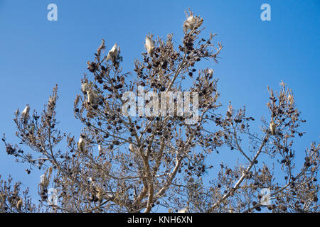 Nidi di Pine Processionary larve (Thaumetopoea pityocampa) su un pino domestico (Pinus pinea), Alanya, riviera turca, Turchia Foto Stock