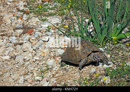 Sperone-thighed tortoise o tartaruga greca (Testudo graeca) presso la collina del castello, Lista rossa IUCN, Alanya, riviera turca, Turchia Foto Stock