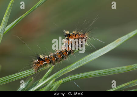 Klosterfrau, Hochwald-Fichteneule, Mönch, Raupe frisst un Kiefer, Panthea variabilis, archi di pino, Caterpillar, La Cénobite, Eulenfalter, Noctuidae, n. Foto Stock