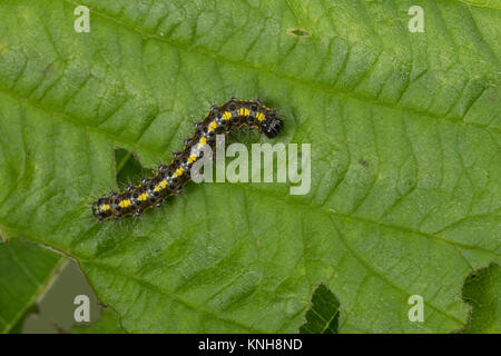 Schönbär, Raupe, Jungraupe, Callimorpha dominula, dominula Panaxia, scarlet tiger moth, Caterpillar, l'écaille marbrée, écaille rouge, Bärenspinner, un Foto Stock