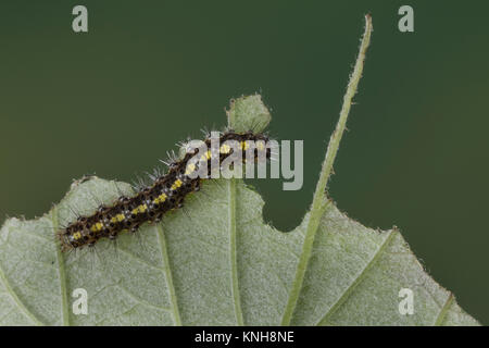 Schönbär, Raupe, Jungraupe, Callimorpha dominula, dominula Panaxia, scarlet tiger moth, Caterpillar, l'écaille marbrée, écaille rouge, Bärenspinner, un Foto Stock