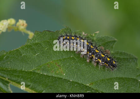 Schönbär, Raupe, Callimorpha dominula, dominula Panaxia, scarlet tiger moth, Caterpillar, l'écaille marbrée, écaille rouge, Bärenspinner, Arctiidae, un Foto Stock