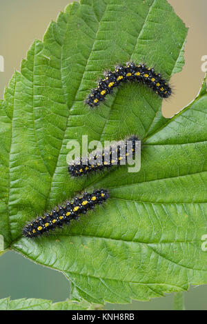 Schönbär, Raupe, Callimorpha dominula, dominula Panaxia, scarlet tiger moth, Caterpillar, l'écaille marbrée, écaille rouge, Bärenspinner, Arctiidae, un Foto Stock