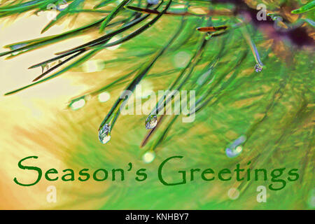 Design per un messaggio di saluto di Natale con aghi di abete e gocce di rugiada. Foto Stock