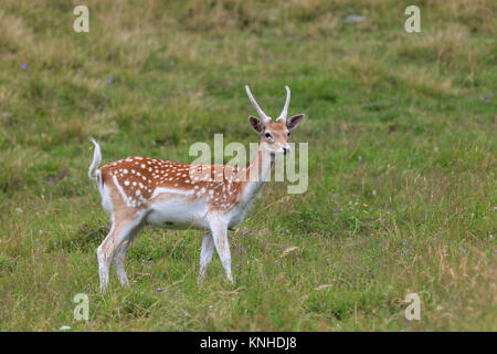 Daini (Dama Dama) in Merlet parco animale. Chamonix, Francia Foto Stock