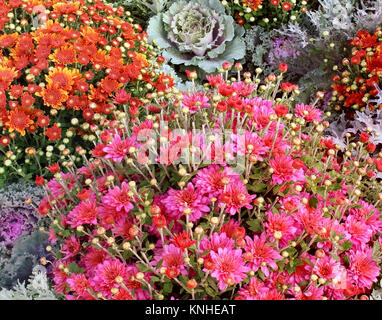 Collage di fiori d'autunno con vibrante rosa e arancio e crisantemi cavolo fiore Foto Stock