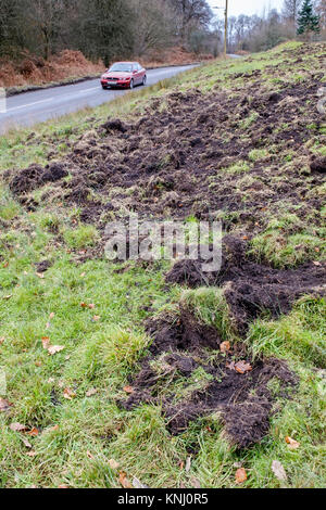 Lato strada i danni causati dai cinghiali nella Foresta di Dean. Foto Stock