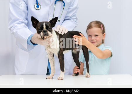 Un veterinario esaminando un po' di Boston Terrier cane in presenza di una ragazza giovane proprietario Foto Stock