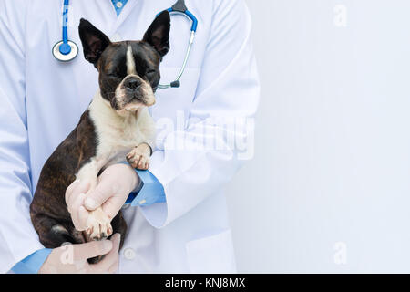 Medico Veterinario holding ed esaminando un Boston Terrier cucciolo con uno stetoscopio Foto Stock