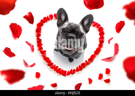 Bulldog francese cane in amore felice per il giorno di San Valentino con petali e fiori di rose , cercando in grandangolo Foto Stock