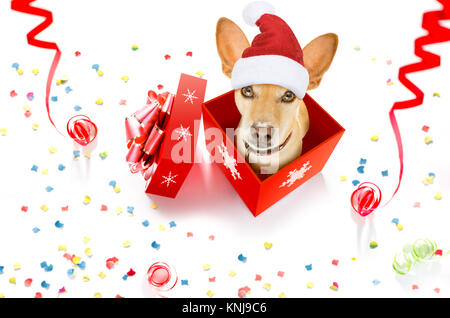 Natale chihuahua podenco santa claus cane in un presente holiday gift box ,isolato su sfondo bianco con Red Hat , come una sorpresa Foto Stock