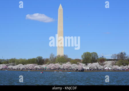 Washignton DC, Columbia, Stati Uniti d'America - 11 Aprile 2015: il Monumento a Washington e fiore di ciliegio Foto Stock